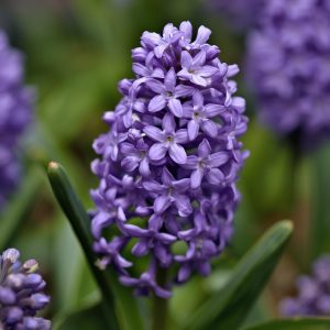 Jácint virág Kör alakú Gyémántszemes kirakó