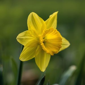 Nárcisz Kör alakú Gyémántszemes kirakó