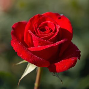 Rózsa Kör alakú Gyémántszemes kirakó